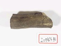 藏品(四不像角)的圖片